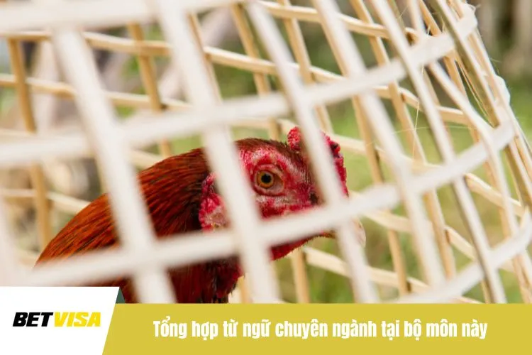 Tổng hợp từ ngữ chuyên ngành tại bộ môn này