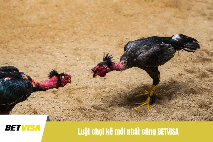 Luật chọi kê mới nhất cùng BETVISA