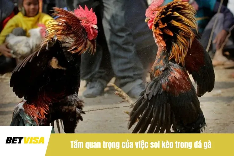 Tầm quan trọng của việc soi kèo trong đá gà