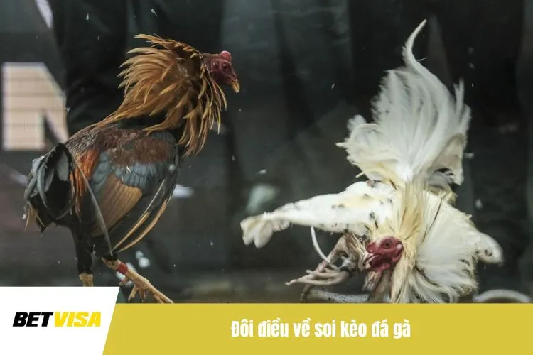 Đôi điều về soi kèo đá gà