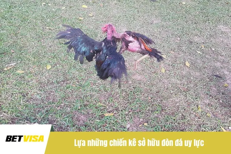 Lựa những chiến kê sở hữu đòn đá uy lực