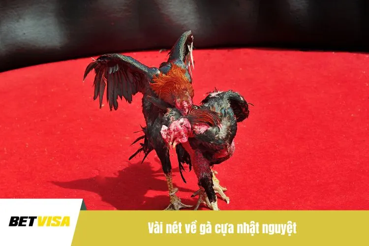 Vài nét về gà cựa nhật nguyệt