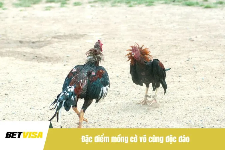 Đặc điểm mồng cờ vô cùng độc đáo