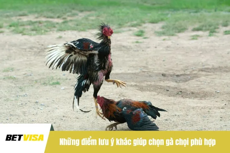 Những điểm lưu ý khác giúp chọn gà chọi phù hợp