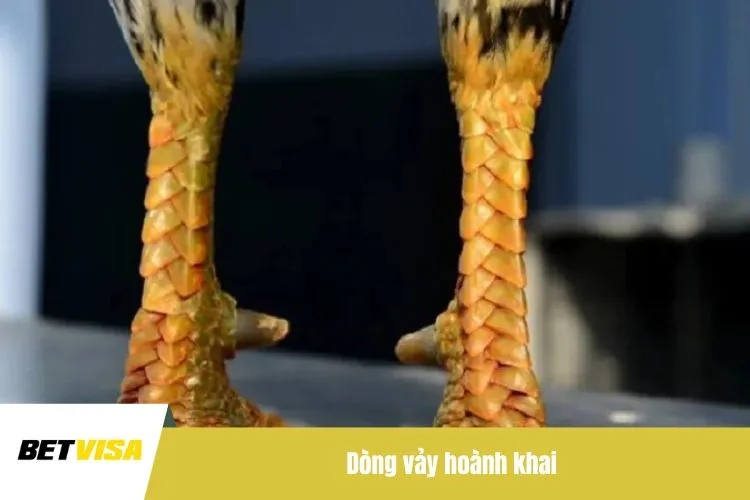 Dòng vảy hoành khai
