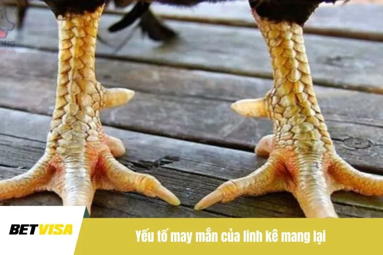 Yếu tố may mắn của linh kê mang lại
