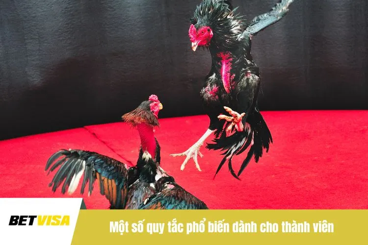 Một số quy tắc phổ biến dành cho thành viên