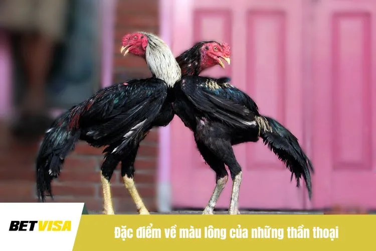 Đặc điểm về màu lông của những thần thoại