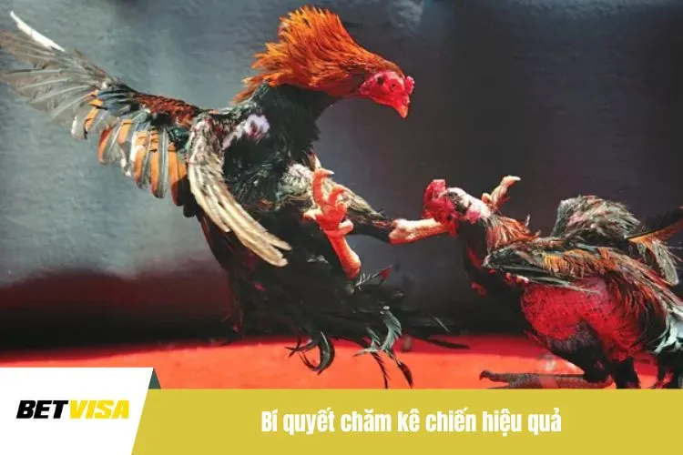 Bí quyết chăm kê chiến hiệu quả