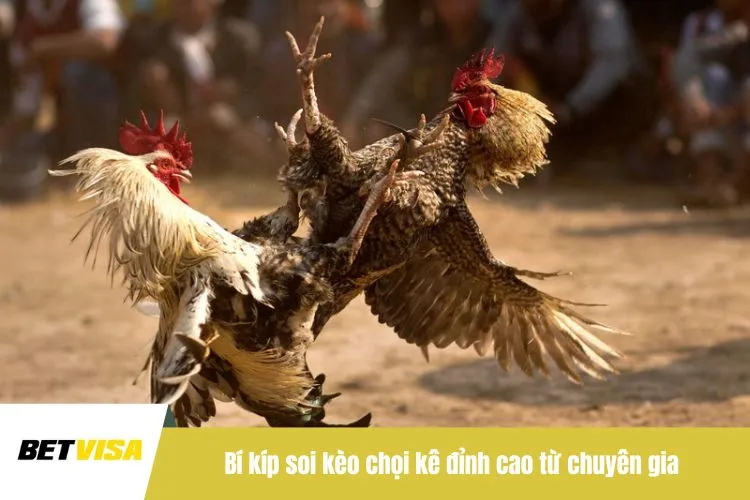Bí kíp soi kèo chọi kê đỉnh cao từ chuyên gia