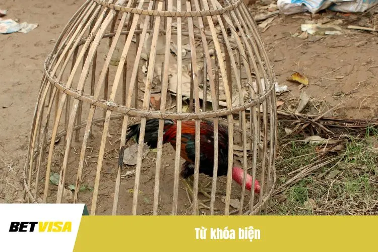 Từ khóa biện