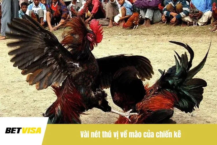 Vài nét thú vị về mào của chiến kê
