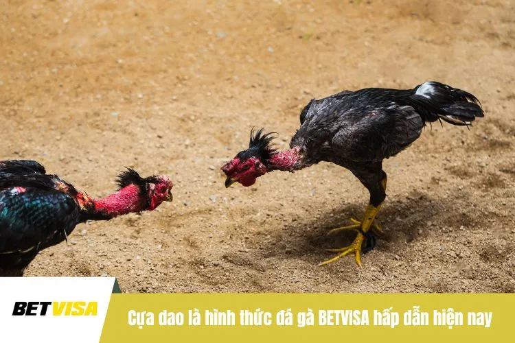 Cựa dao là hình thức đá gà BETVISA hấp dẫn hiện nay