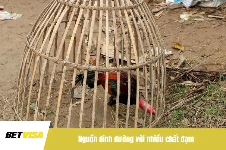 Nguồn dinh dưỡng với nhiều chất đạm