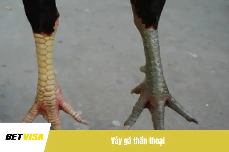 Vảy gà thần thoại