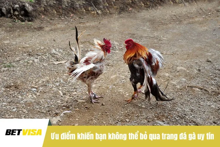Ưu điểm khiến bạn không thể bỏ qua trang đá gà uy tín