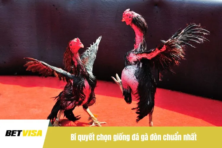 Bí quyết chọn giống đá gà đòn chuẩn nhất