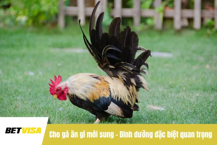 Cho gà ăn gì mới sung - Dinh dưỡng đặc biệt quan trọng