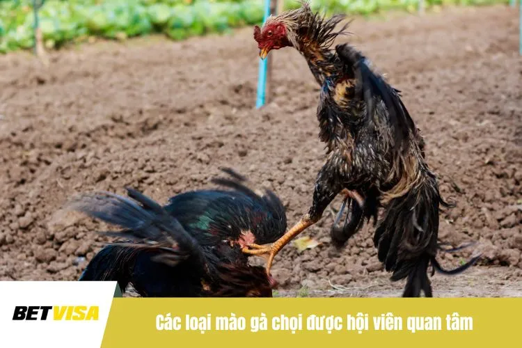 Các loại mào gà chọi được hội viên quan tâm