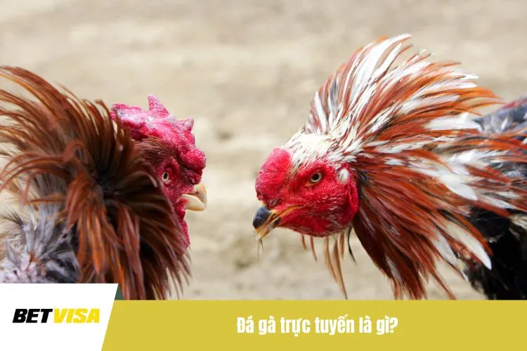 Đá gà trực tuyến là gì?