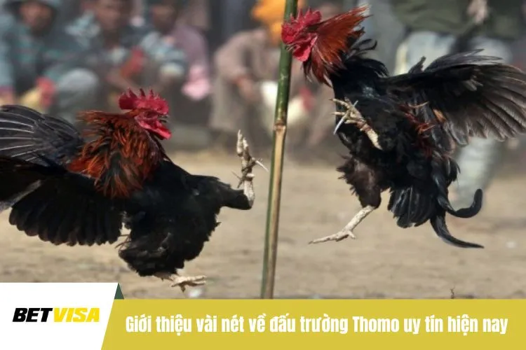 Giới thiệu vài nét về đấu trường Thomo uy tín hiện nay