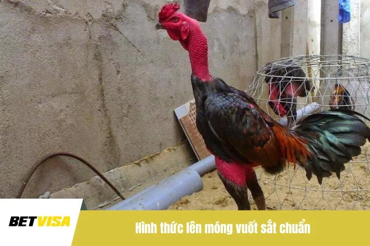 Hình thức lên móng vuốt sắt chuẩn