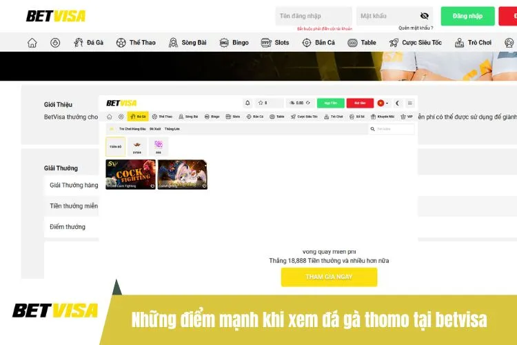 Những điểm mạnh khi xem đá gà thomo tại BETVISA