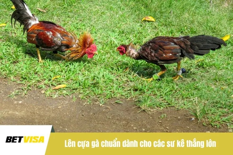 Lên cựa gà chuẩn dành cho các sư kê thắng lớn