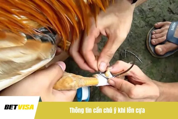 Thông tin cần chú ý khi lên cựa