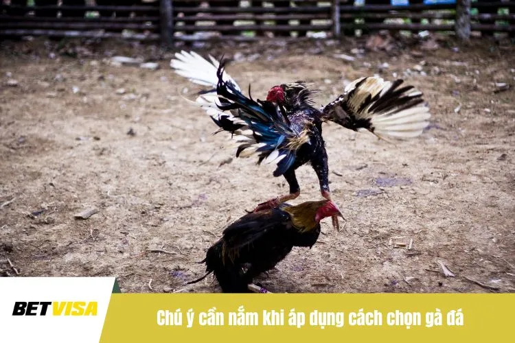 Chú ý cần nắm khi áp dụng cách chọn gà đá