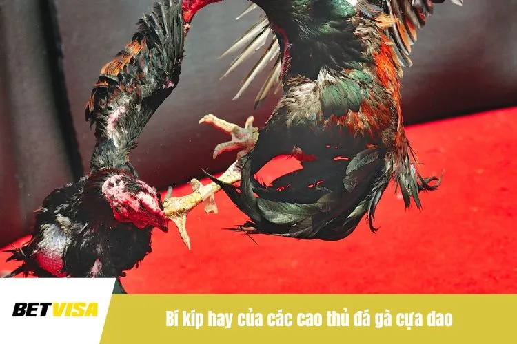 Bí kíp hay của các cao thủ đá gà cựa dao