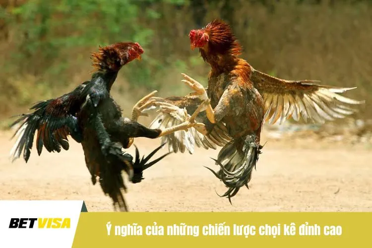 Ý nghĩa của những chiến lược chọi kê đỉnh cao