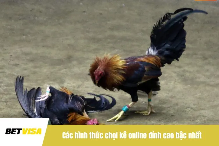 Các hình thức chọi kê online đỉnh cao bậc nhất