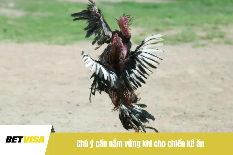 Chú ý cần nắm vững khi cho chiến kê ăn