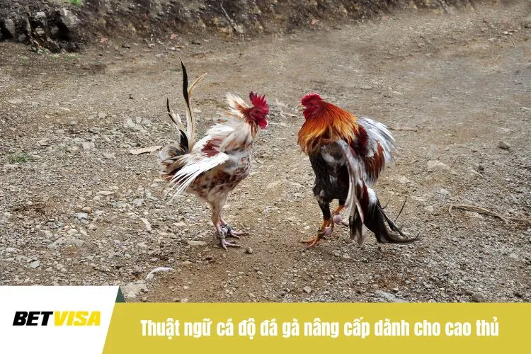 Thuật ngữ cá độ đá gà nâng cấp dành cho cao thủ