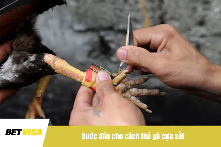 Bước đầu cho cách thả gà cựa sắt