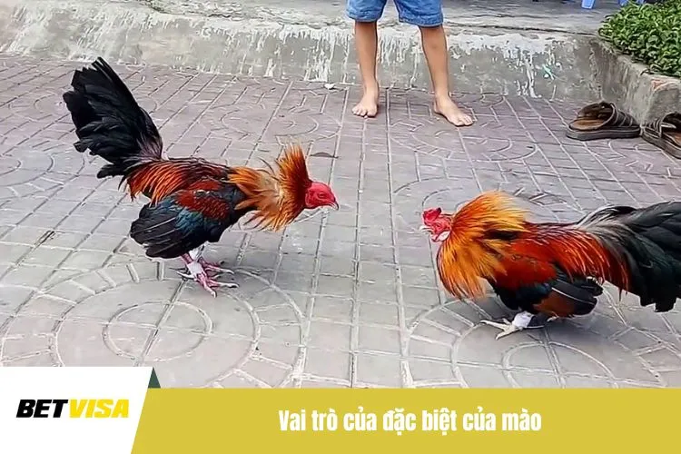 Vai trò của đặc biệt của mào