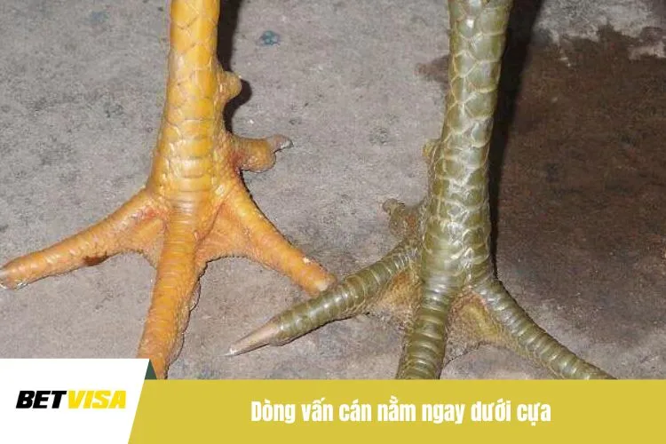 Dòng vấn cán nằm ngay dưới cựa