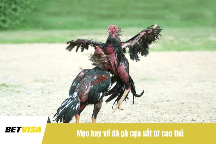 Mẹo hay về đá gà cựa sắt từ cao thủ
