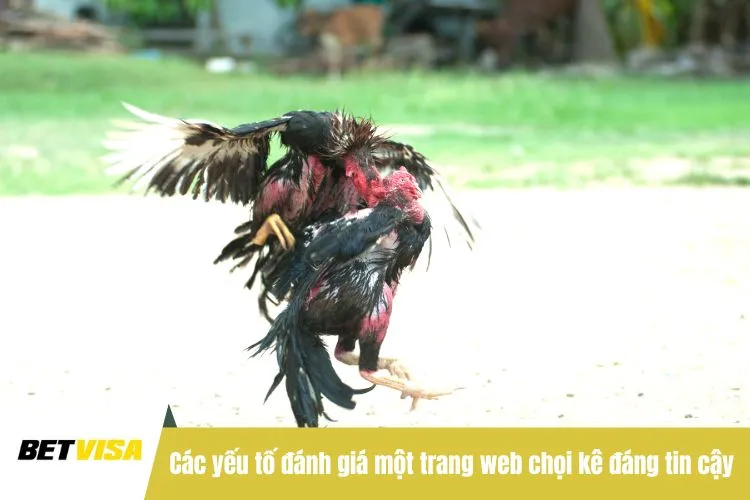 Các yếu tố đánh giá một trang web chọi kê đáng tin cậy