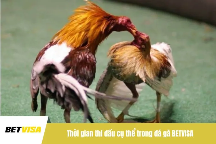 Thời gian thi đấu cụ thể trong đá gà BETVISA