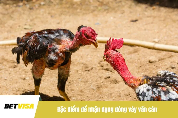 Đặc điểm để nhận dạng dòng vảy vấn cán