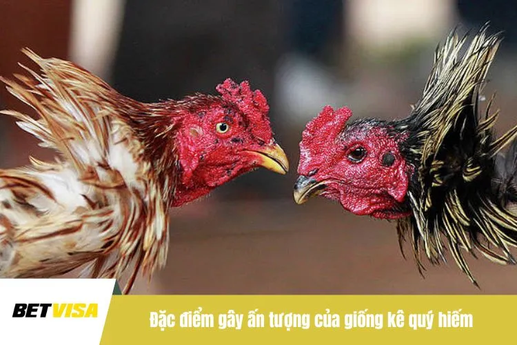 Đặc điểm gây ấn tượng của giống kê quý hiếm