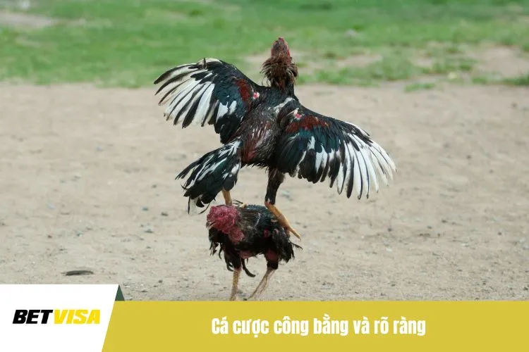 Cá cược công bằng và rõ ràng