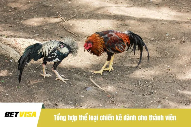 Tổng hợp thể loại chiến kê dành cho thành viên