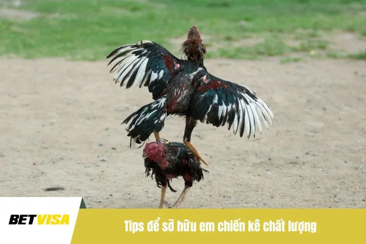 Tips để sỡ hữu em chiến kê chất lượng
