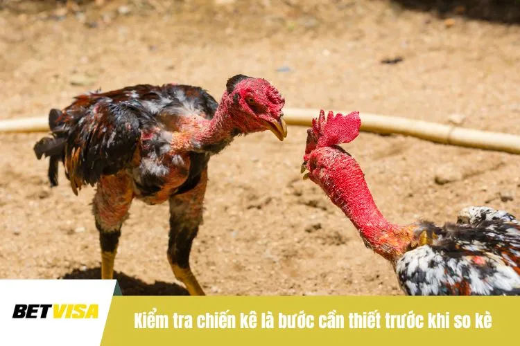 Kiểm tra chiến kê là bước cần thiết trước khi so kè