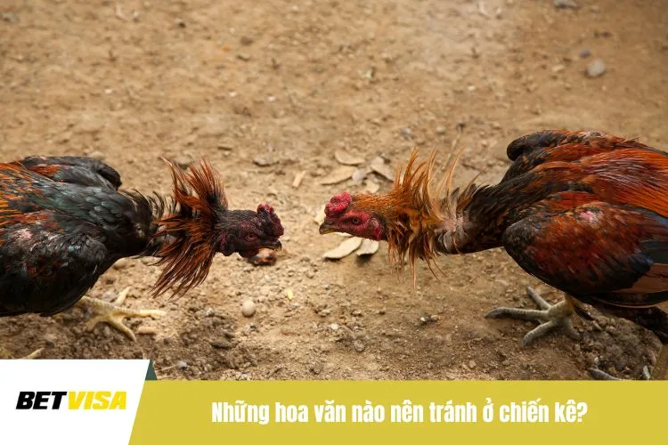 Những hoa văn nào nên tránh ở chiến kê?