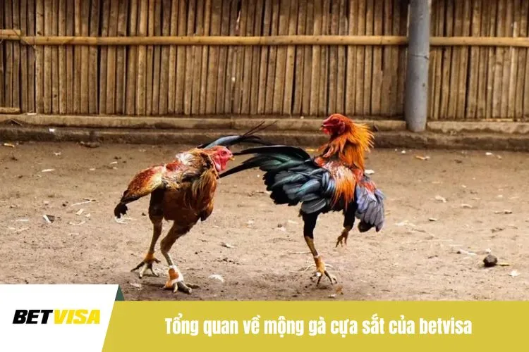 Tổng quan về mộng gà cựa sắt của BETVISA